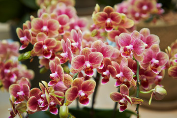 Mixed color phalaenopsis orchid, close up - obrazy, fototapety, plakaty