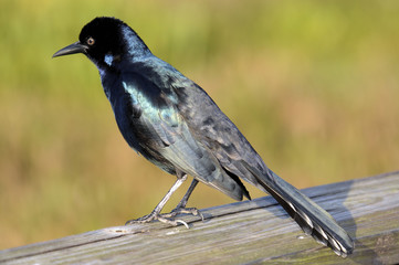 The Male Boat-tailed Grackle in south Florida