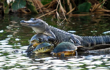 Fototapeten Der Turtle-Sammler. Amerikanischer Alligator und Rotbauchschildkröten in Südflorida © doncon402