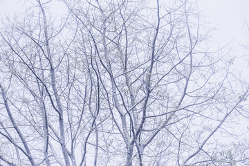 Fototapeta na wymiar tree branch in winter