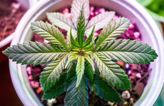 Indoor Cannabis Plant Growing Marijuana In A Grow Box Under The Purple LED Light Top View