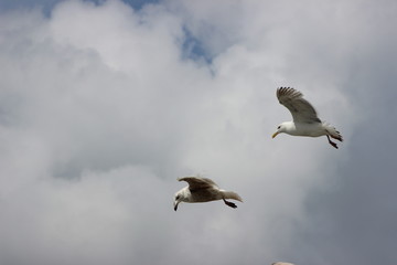 seagulls in flight