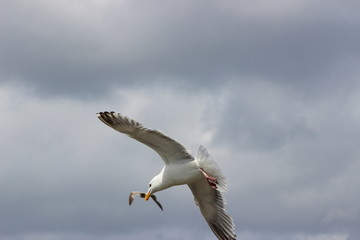 seagull in flight with something in beak