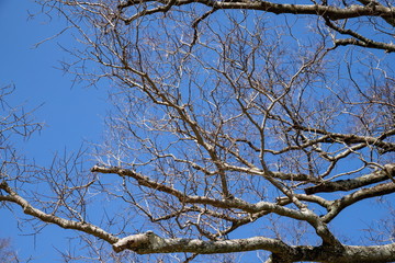 Bare tree branches against blue sky