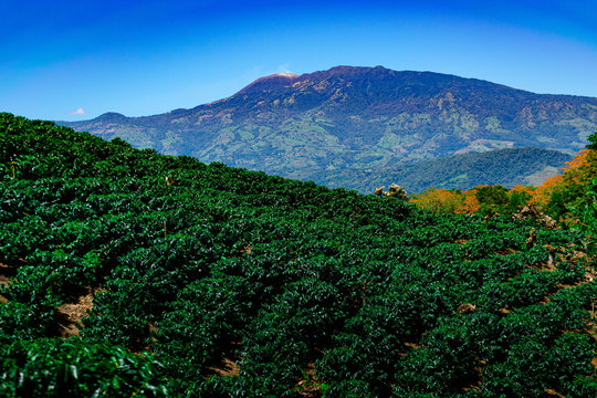 Plantaci&oacute;n de caf&eacute; con monta&ntilde;a al fondo.