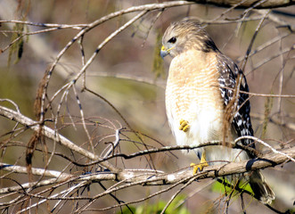 Red-Shouldered Hawk in southern Florida