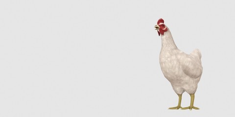 Extremely detailed and realistic high resolution 3D illustration of a Chicken. Isolated on white background.