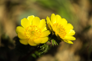 서울에서 이른 봄에 볼 수 있는 꽃들