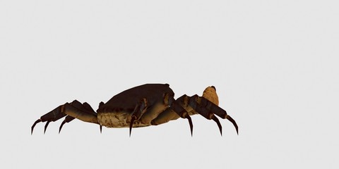 Extremely detailed and realistic high resolution 3D illustration of a Crab isolated on white Background