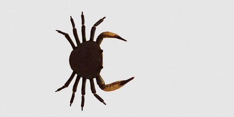 Extremely detailed and realistic high resolution 3D illustration of a Crab isolated on white Background