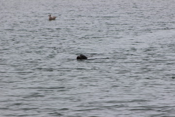 Fototapeta premium seal