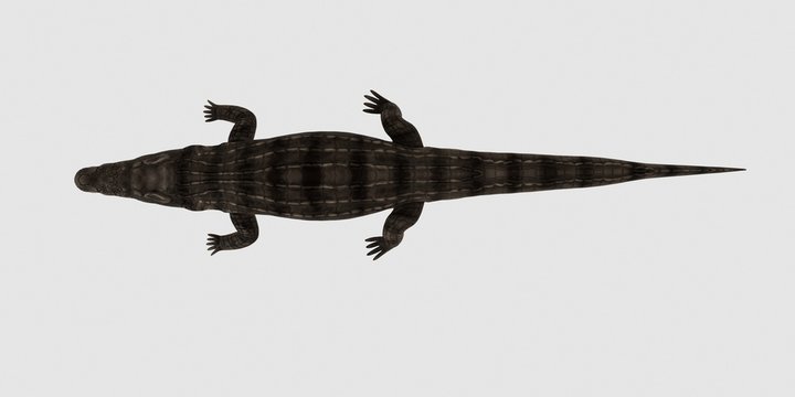 Extremely detailed and realistic high resolution 3d illustration of a crocodile. Isolated on white background