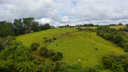 Fototapeta na wymiar Aerial view of a southen Chile farm with cows and trees at side