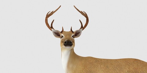 Extremely detailed and realistic high resolution 3d illustration of a deer isolated on white background