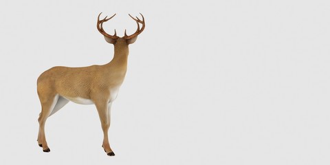 Extremely detailed and realistic high resolution 3d illustration of a deer isolated on white background