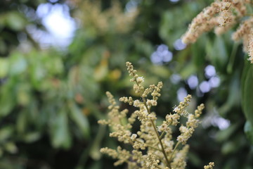  Longan flowers