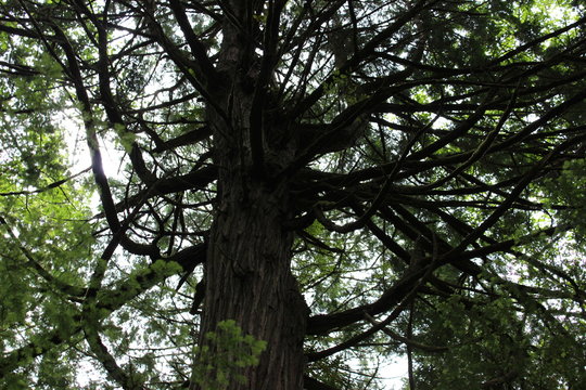 underside of tree limbs