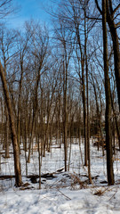 Toronto Parks and Forests