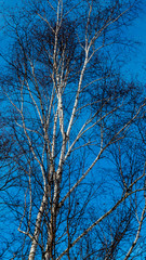 Toronto Parks and Forests