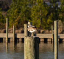 Fototapeta premium A bird sitting on a dock post.