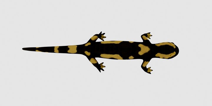 Extremely detailed and realistic high resolution 3d illustration of a fire salamander. Isolated on white background