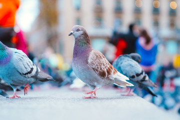 Pigeon in Barcelona