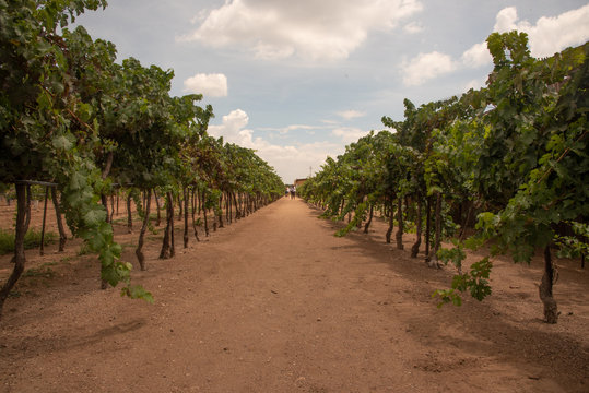 Vi&ntilde;edos en Queretaro, M&eacute;xico