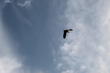 Bird back home in afternoon 