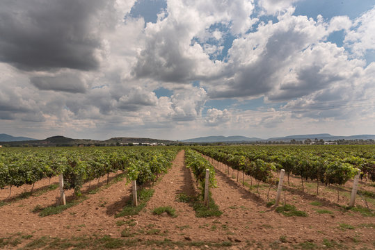Vi&ntilde;edos en Queretaro, M&eacute;xico