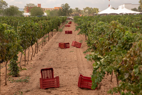 Vi&ntilde;edos en Queretaro, M&eacute;xico