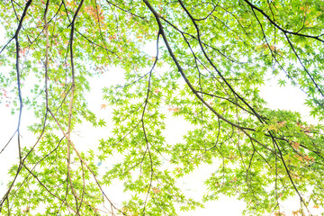 わずかに色が変わり始めた楓の葉