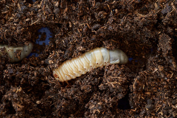 Beetle larva in wet sawdust 