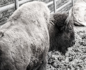 Proud bison in black and white