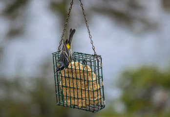 l'oiseau sur le mangeoire