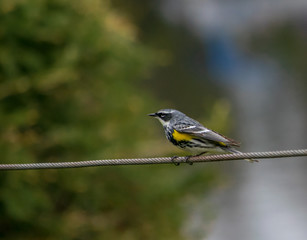 l'oiseau sur un fil 3