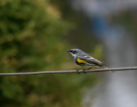 l'oiseau sur un fil 3