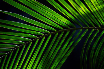 Closeup of palm leaf texture in backlight