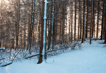 Fototapeta premium Forest in the winter
