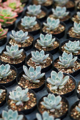 succulent plant 