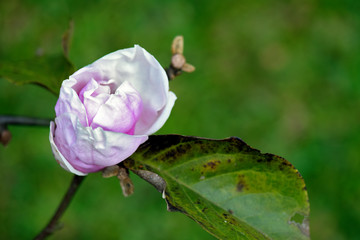 Closeup of pink magnolia bush in bloom