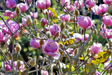 Closeup of pink magnolia bush in bloom