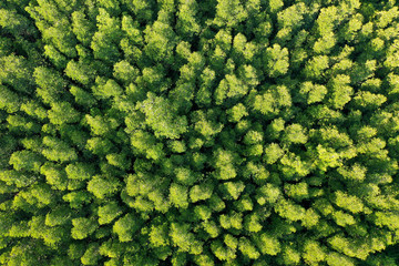 Green trees background photo. Mangrove forest from aerial drone