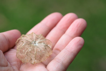 Hand holding dead leaf, blurred background