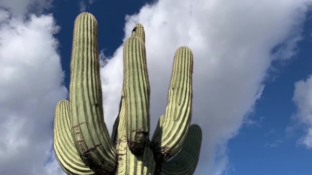 Sagurao Cactus with Timelapse Clouds