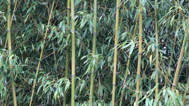 Bamboo Stalks and Leaves Blow in the Breeze