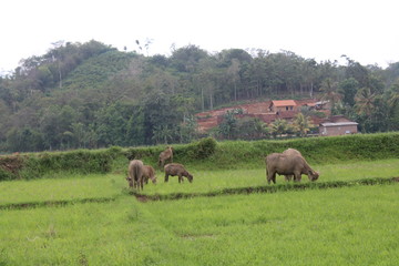 The buffalo is looking for a pasture
