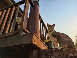 Two domestic shorthair cats looking up at blank, wooden country house on background