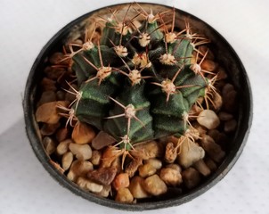 miniature cactus species gymnocalycium baldianum