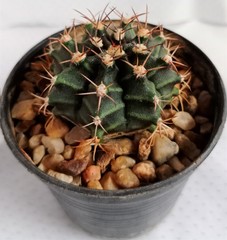 miniature cactus species gymnocalycium baldianum