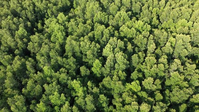 Mangrove forest and river aerial footage	